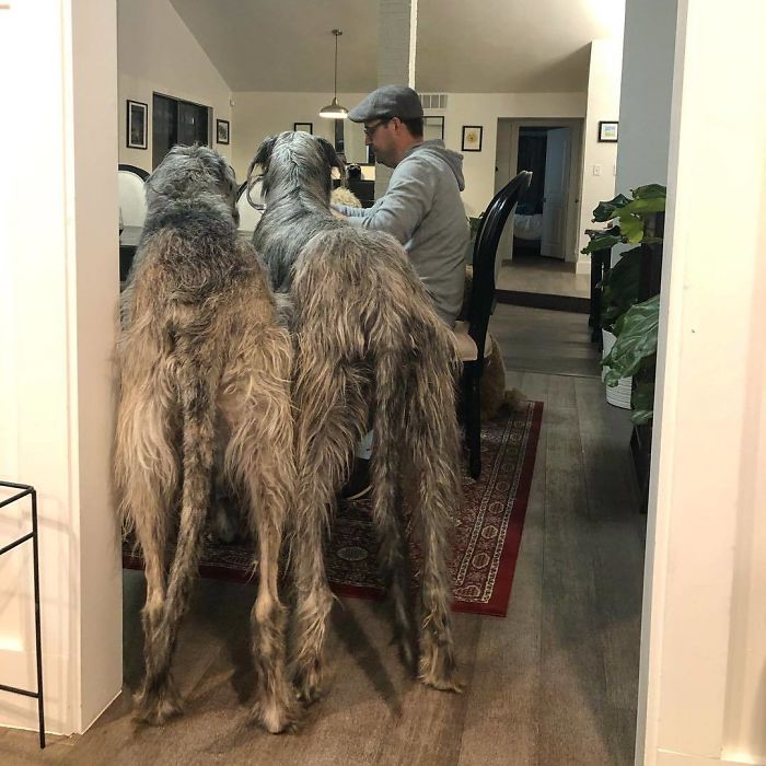 King Size Fur Babies