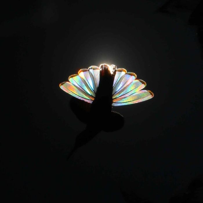9 Magical Pictures Of Hummingbirds' Wings Shining Like Rainbows