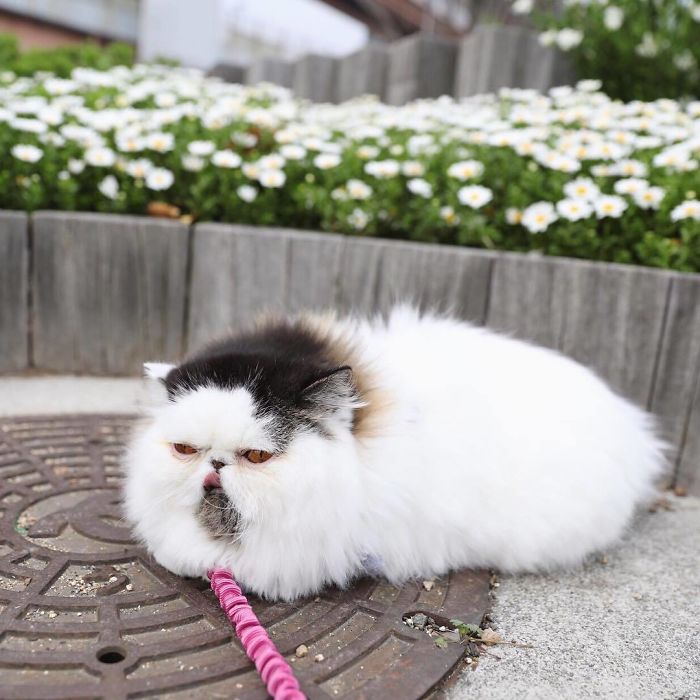 Meet Zuu - The Cat Who Embodies The Feeling When You Hear Your Alarm Clock Start Ringing Meet Zuu - The Cat Who Embodies The Feeling When You Hear Your Alarm Clock Start Ringing