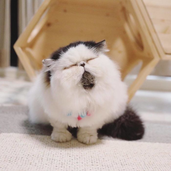 Meet Zuu - The Cat Who Embodies The Feeling When You Hear Your Alarm Clock Start Ringing Meet Zuu - The Cat Who Embodies The Feeling When You Hear Your Alarm Clock Start Ringing