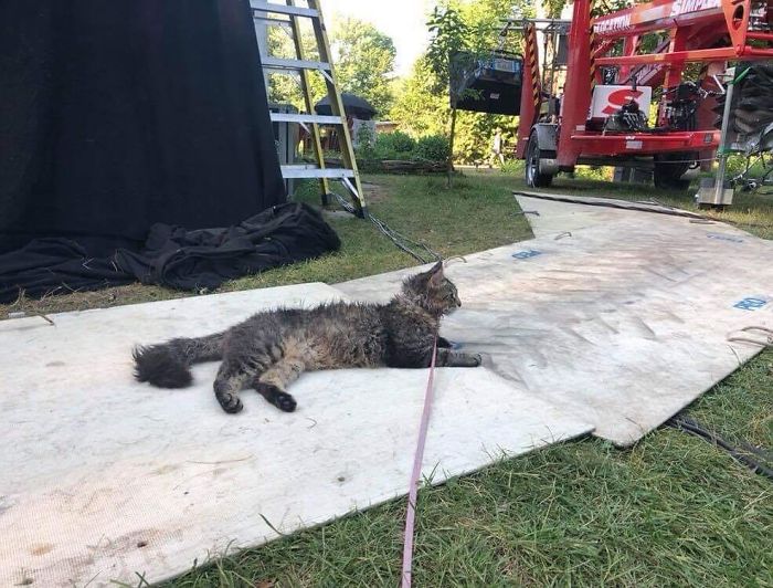 Stephen King&rsquo;s Pet Sematary Remake Had Cats From Shelters Who Were Trained To Become Cat Actors