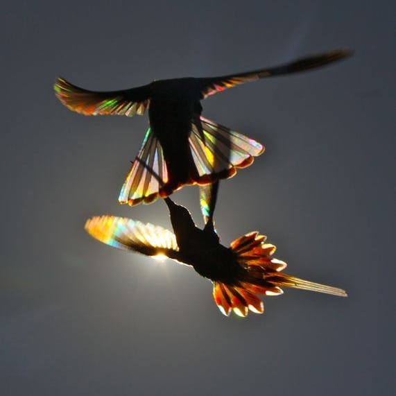 9 Magical Pictures Of Hummingbirds' Wings Shining Like Rainbows