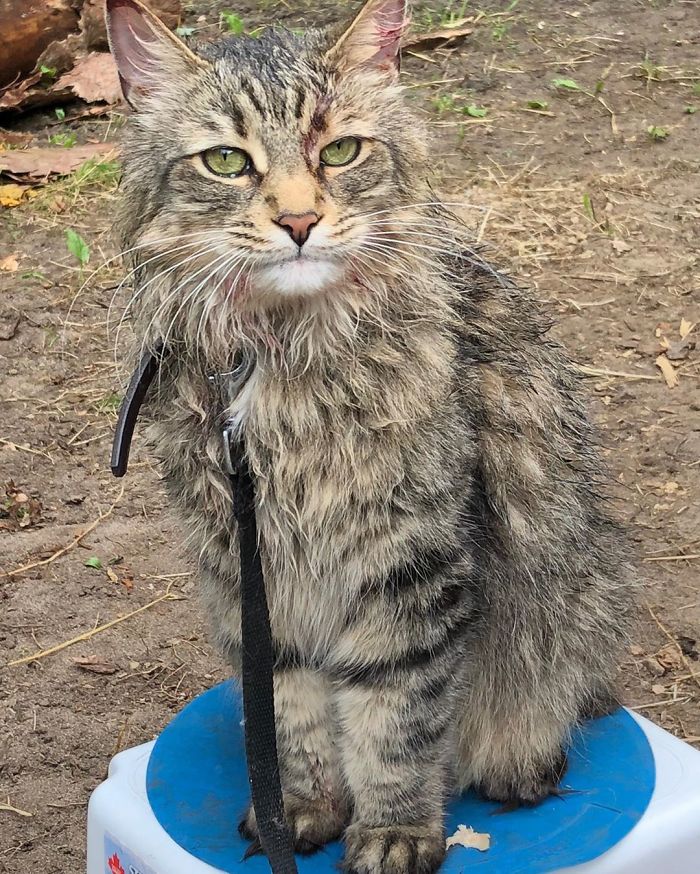 Stephen King&rsquo;s Pet Sematary Remake Had Cats From Shelters Who Were Trained To Become Cat Actors