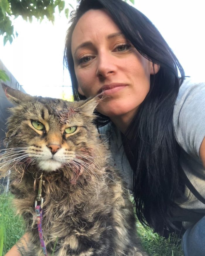 Stephen King&rsquo;s Pet Sematary Remake Had Cats From Shelters Who Were Trained To Become Cat Actors