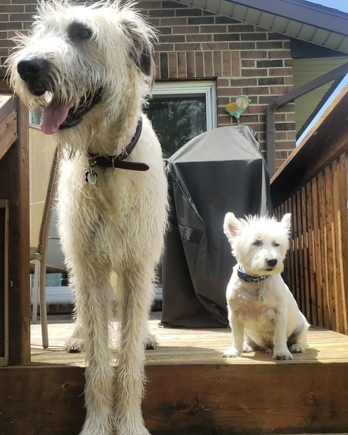 Tried To Get Down To His Level But It Didn't Work