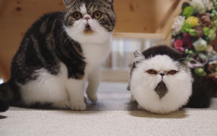 Meet Zuu - The Cat Who Embodies The Feeling When You Hear Your Alarm Clock Start Ringing Meet Zuu - The Cat Who Embodies The Feeling When You Hear Your Alarm Clock Start Ringing