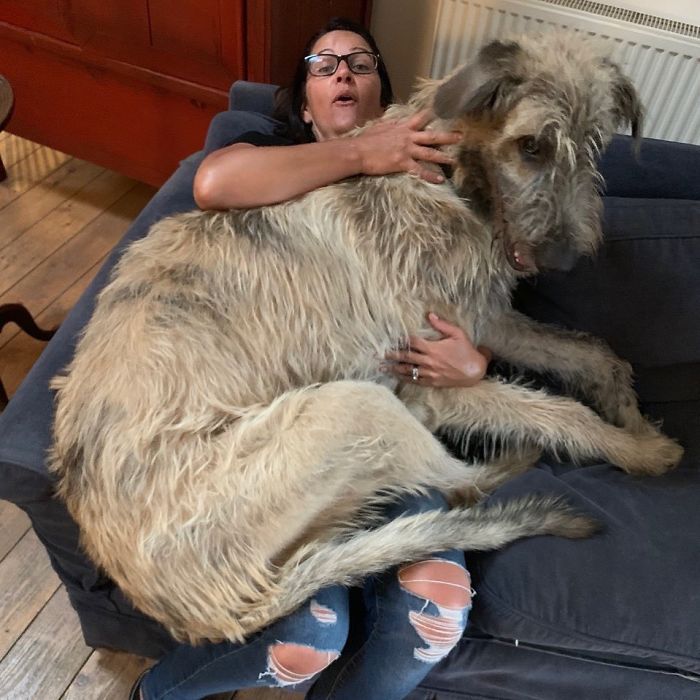 Lap Dog Humphry