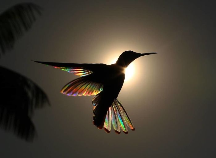 9 Magical Pictures Of Hummingbirds' Wings Shining Like Rainbows