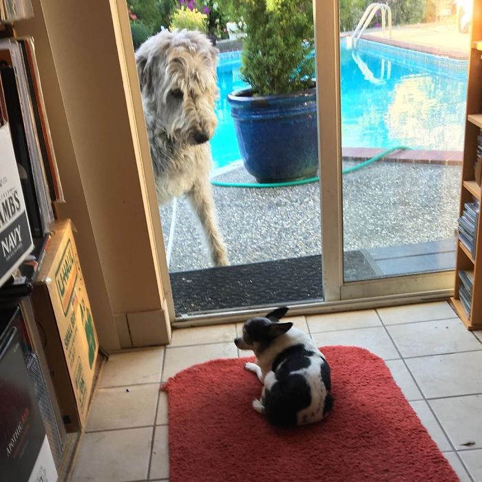 Alfred Wonders How He Will Get Past The Guard Chiwa Blocking His Route To A Snack