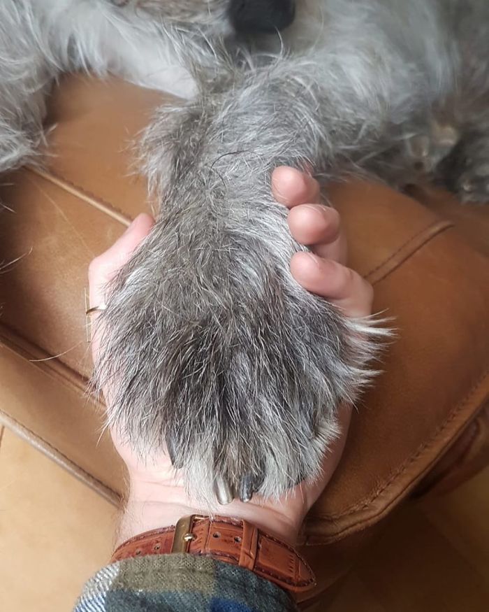 Often Forget That I Have A Big Dog As Have Got So Used To It. Then I Look At This Photograph