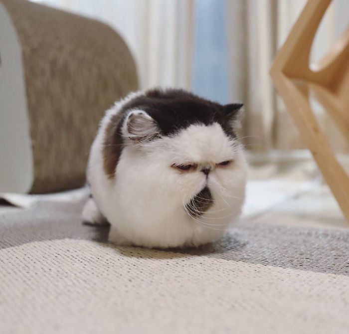 Meet Zuu - The Cat Who Embodies The Feeling When You Hear Your Alarm Clock Start Ringing Meet Zuu - The Cat Who Embodies The Feeling When You Hear Your Alarm Clock Start Ringing