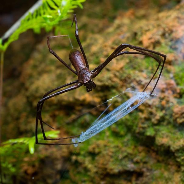 A large spider in Australia hangs from a web, showcasing the country's diverse wildlife.