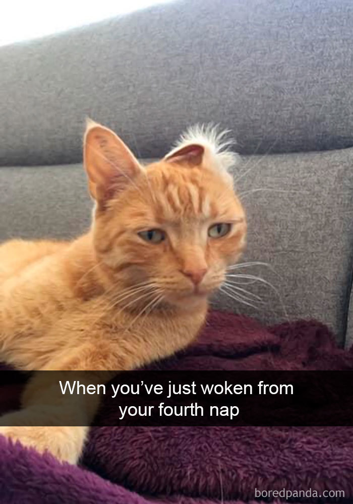 Cat-Snapchats
