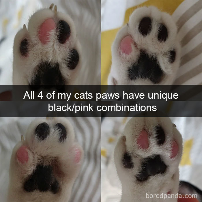 Cat-Snapchats
