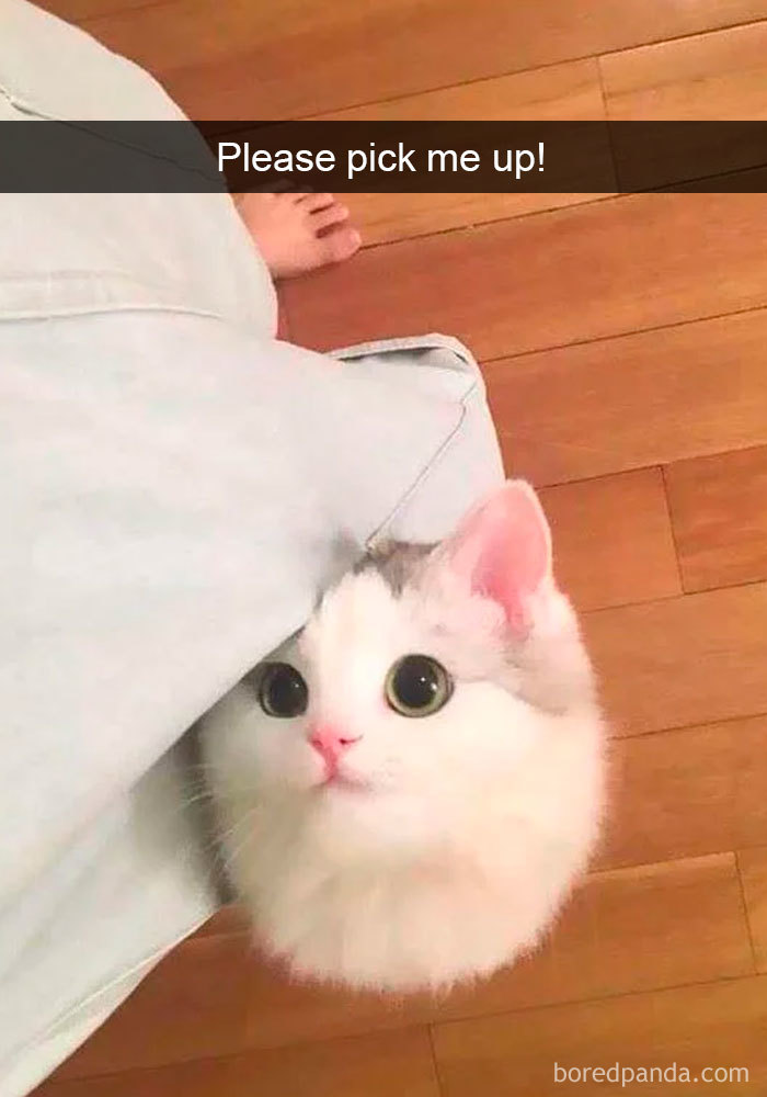 Cat-Snapchats