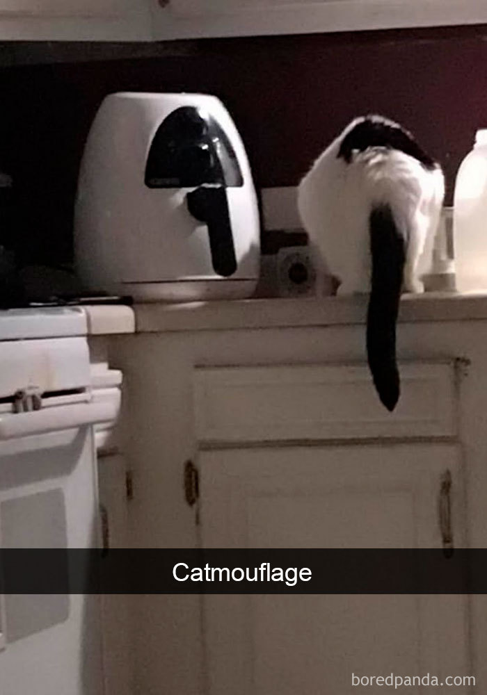 Cat-Snapchats