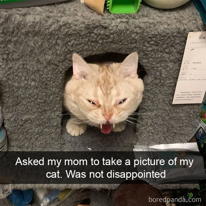 Cat-Snapchats