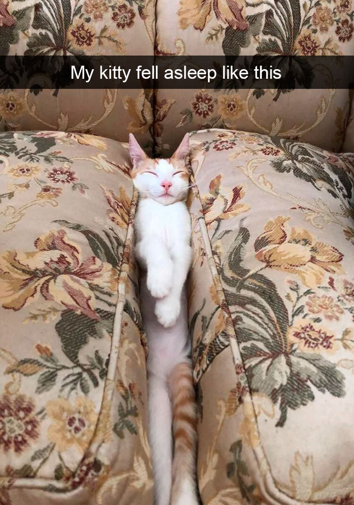 Cat-Snapchats
