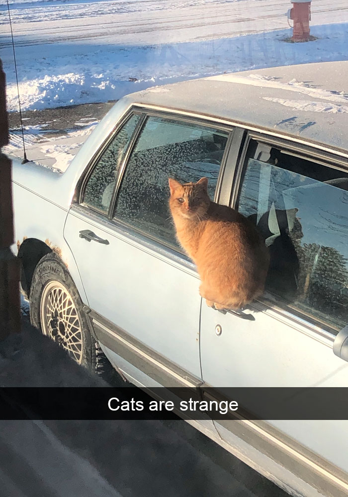 Cat-Snapchats