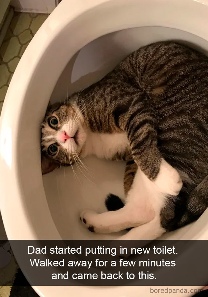 Cat-Snapchats