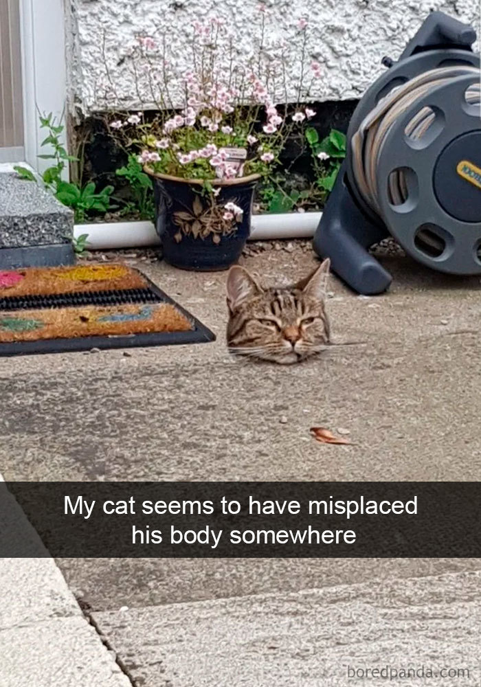 Cat-Snapchats