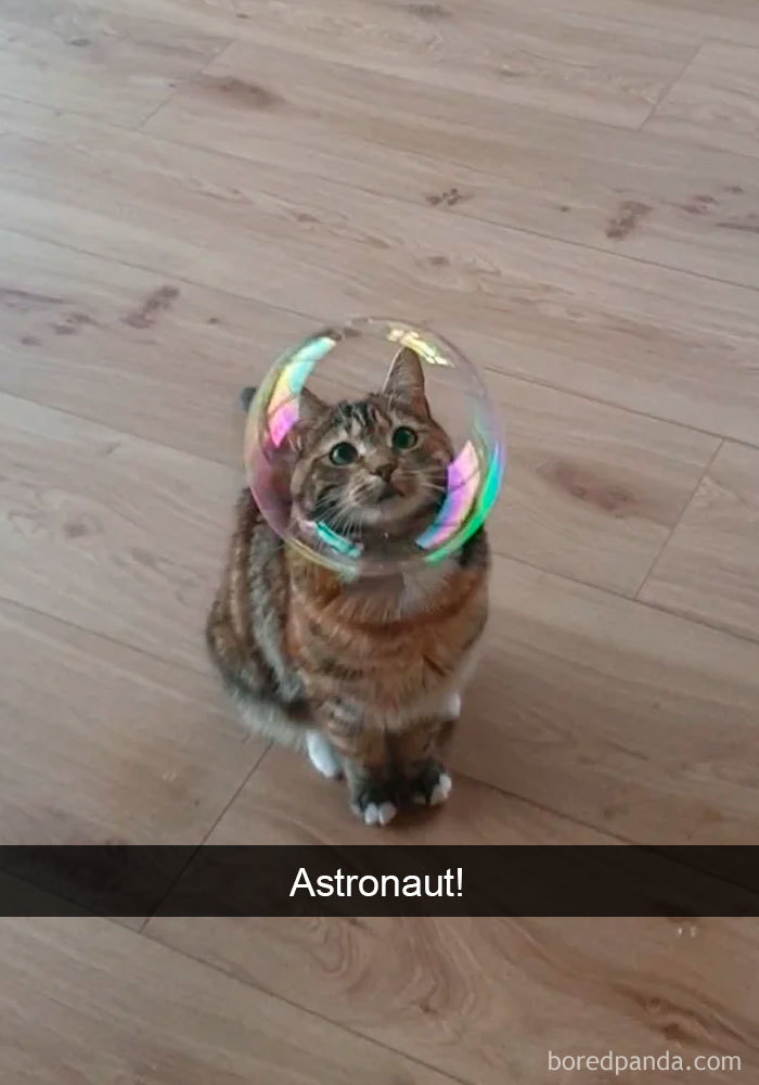 Cat-Snapchats