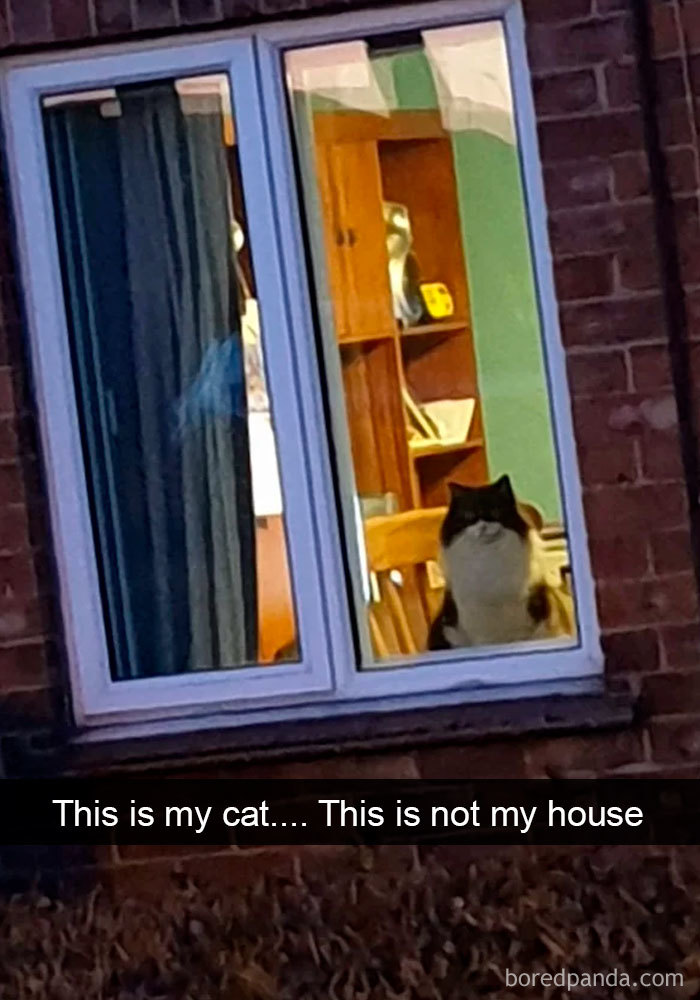 Cat-Snapchats