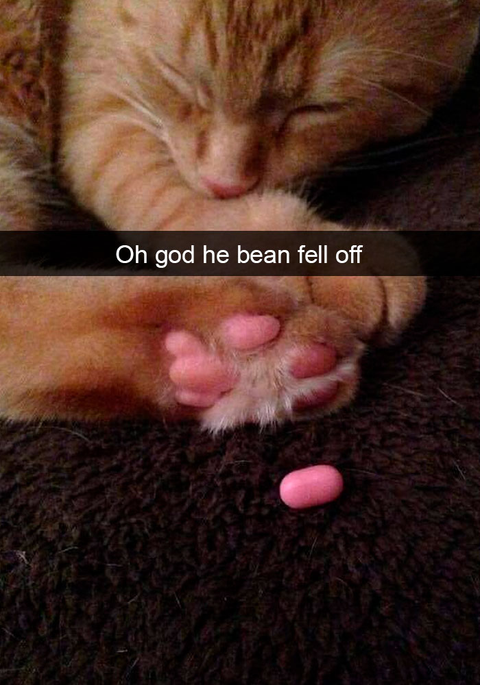 Cat-Snapchats