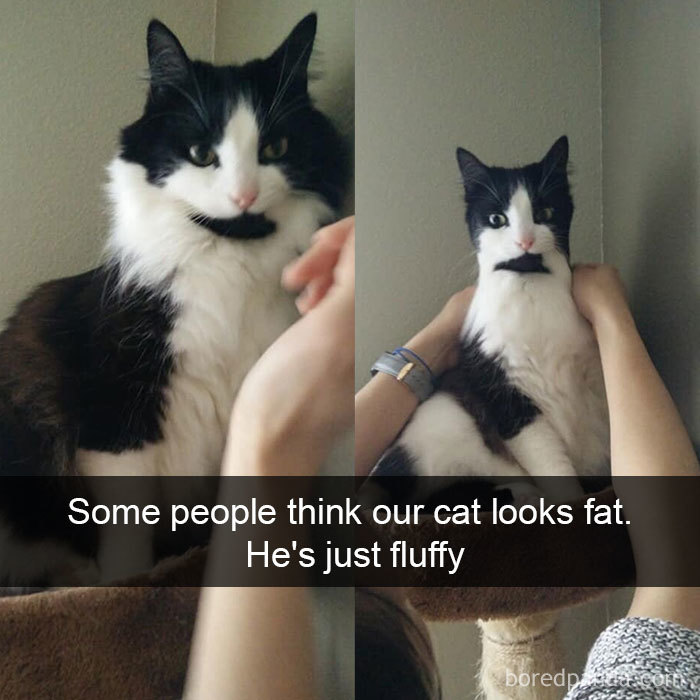Cat-Snapchats