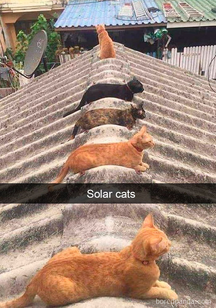 Cat-Snapchats