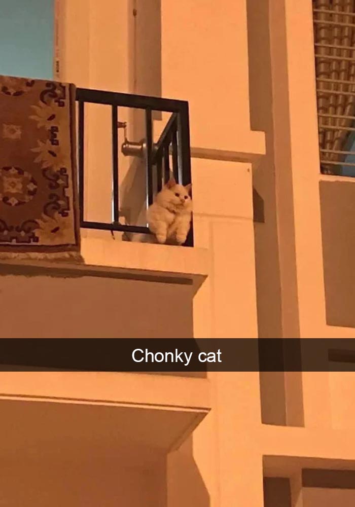 Cat-Snapchats
