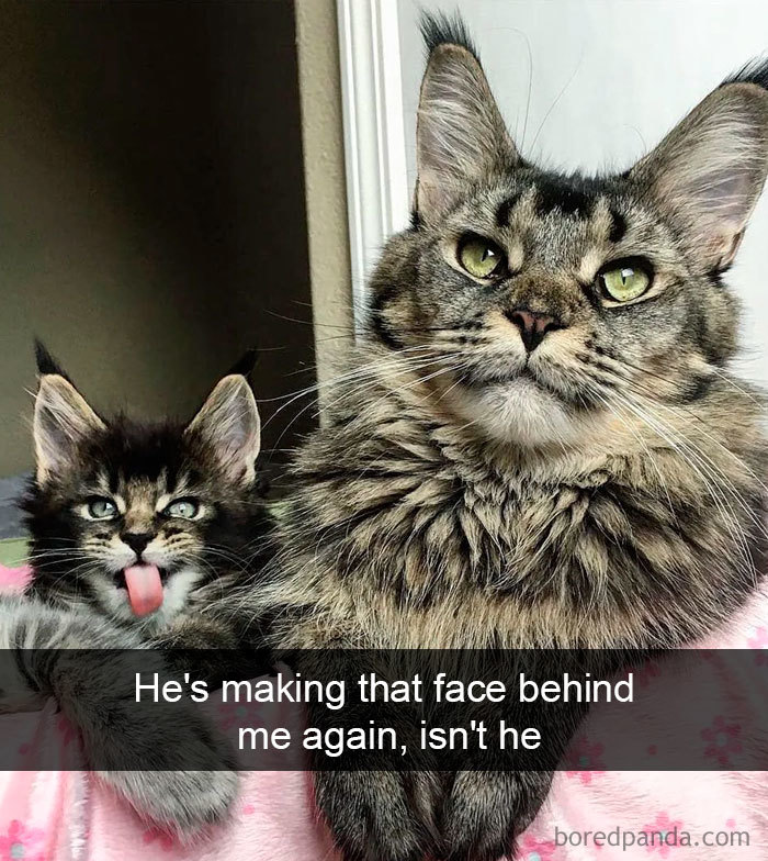 Cat-Snapchats