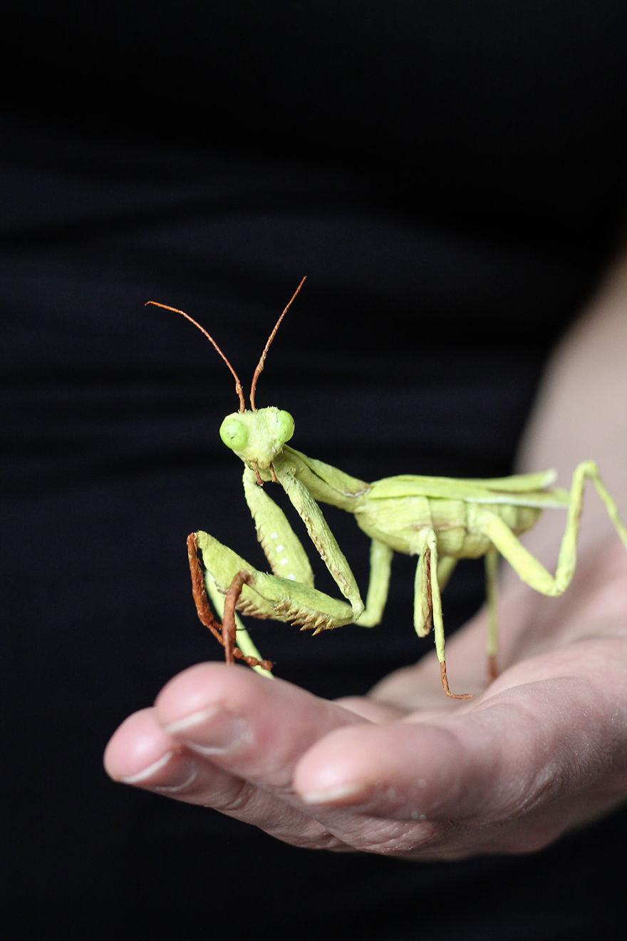 I Am A Paper Artist And I Make Realistic Animals And Insects From Paper (24 Pics) I Am A Paper Artist And I Make Realistic Animals And Insects From Paper (24 Pics)