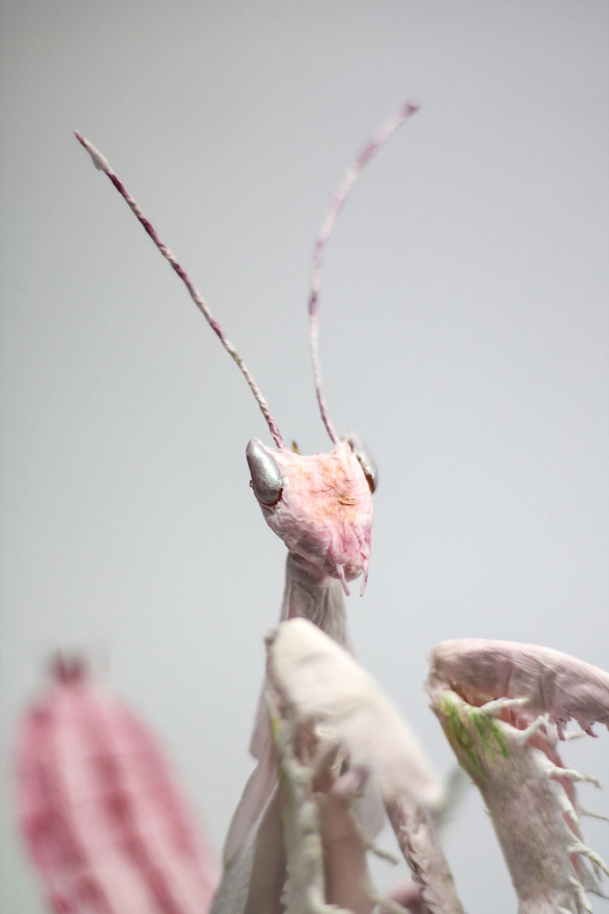 I Am A Paper Artist And I Make Realistic Animals And Insects From Paper (24 Pics) I Am A Paper Artist And I Make Realistic Animals And Insects From Paper (24 Pics)