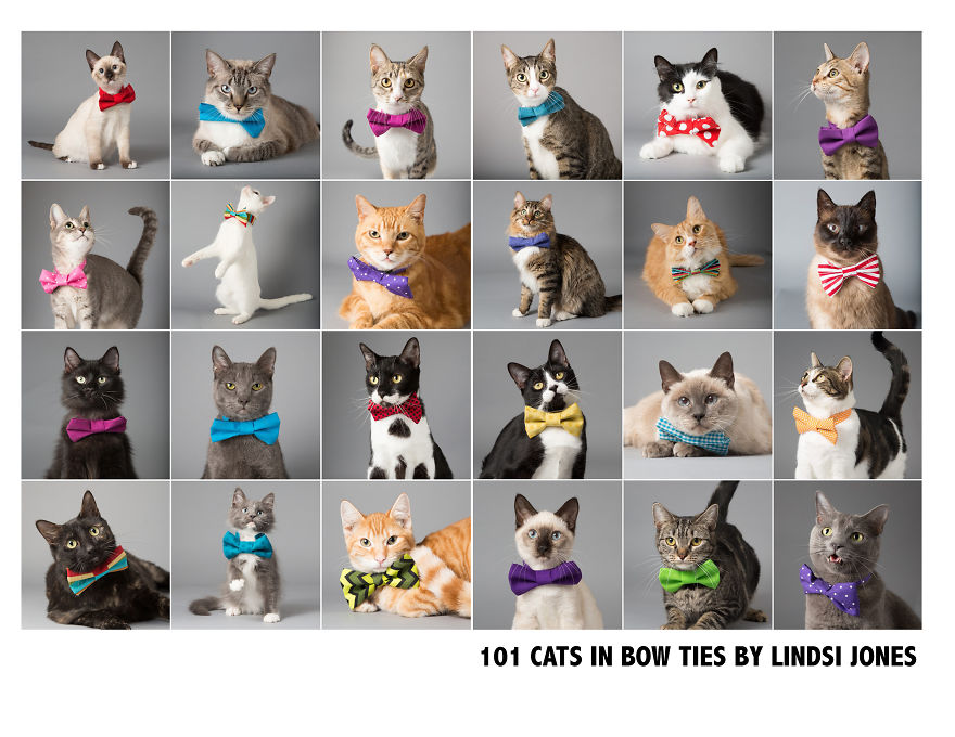 I Help Dapper Cats Find Love