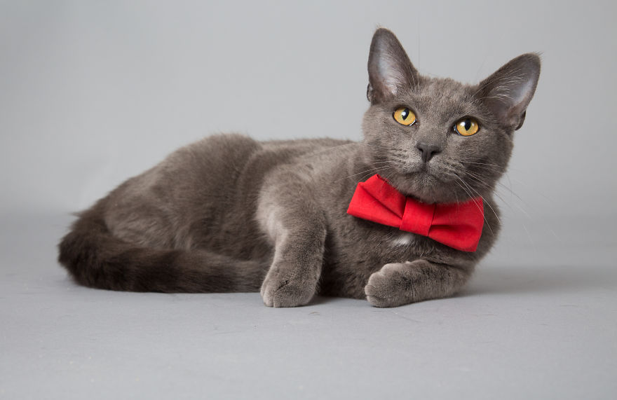 I Help Dapper Cats Find Love