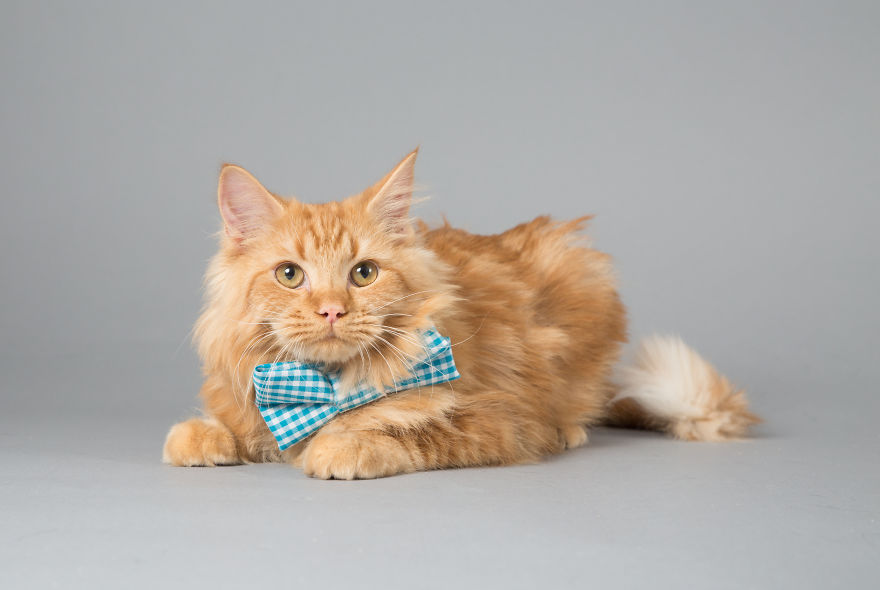 I Help Dapper Cats Find Love I Help Dapper Cats Find Love