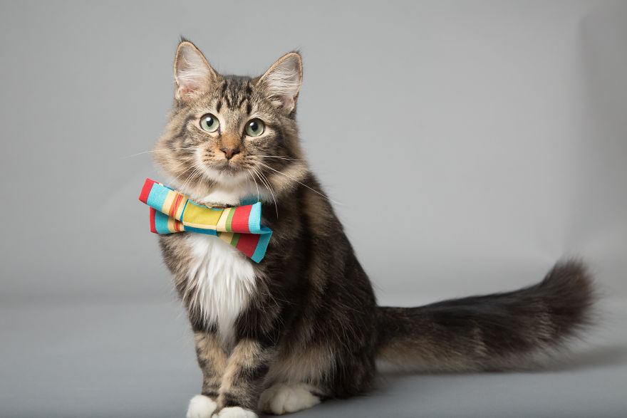 I Help Dapper Cats Find Love I Help Dapper Cats Find Love