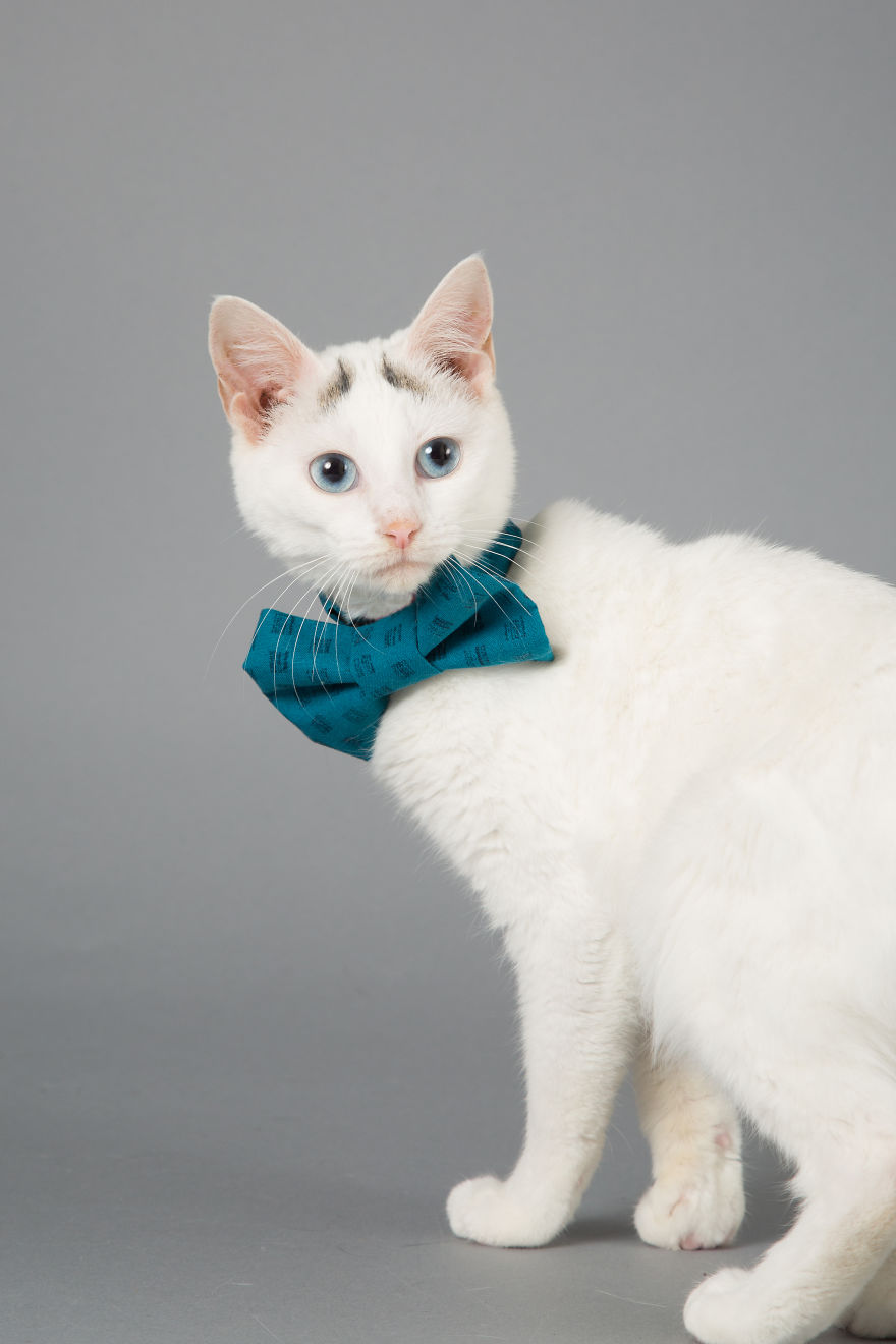 I Help Dapper Cats Find Love I Help Dapper Cats Find Love