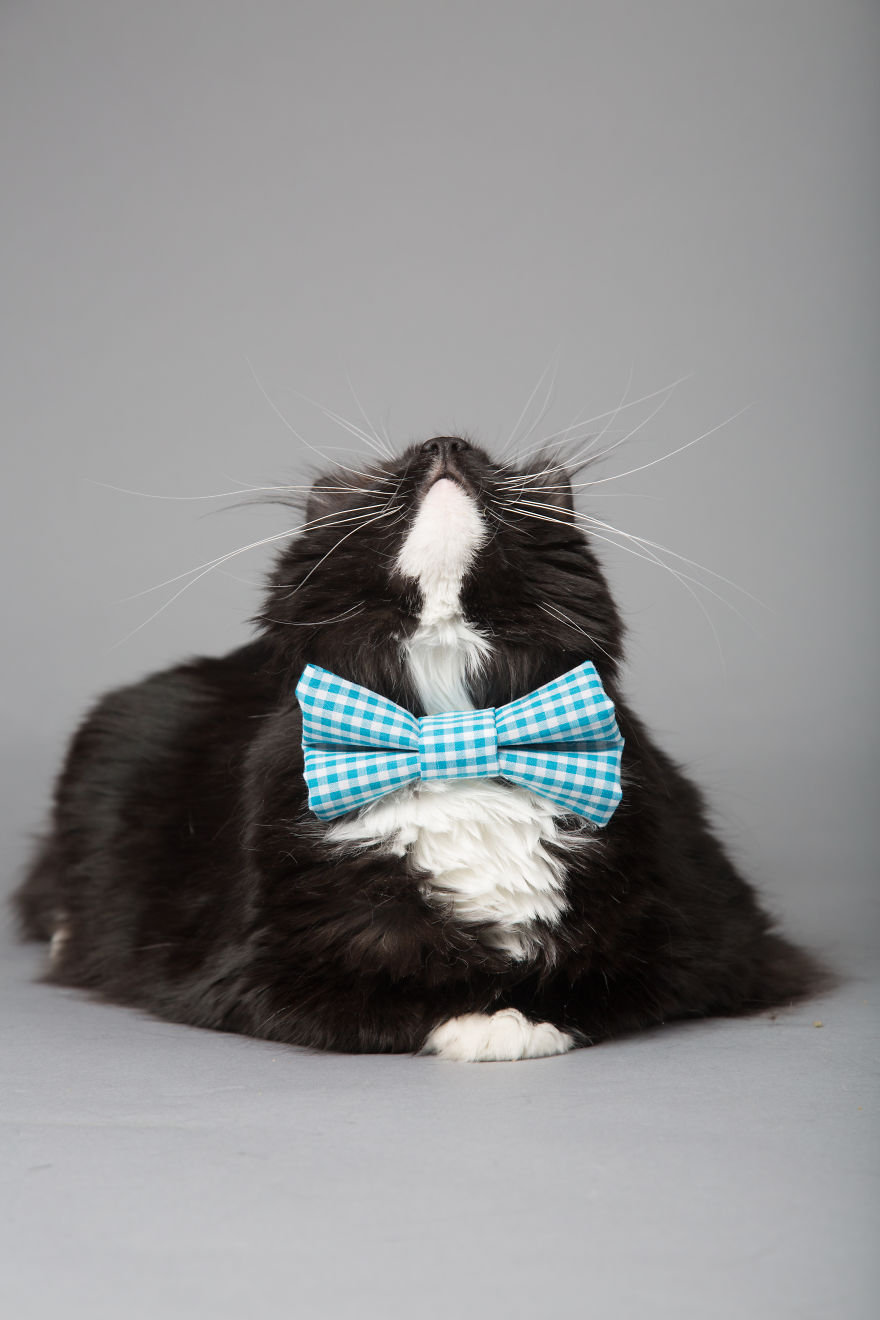 I Help Dapper Cats Find Love