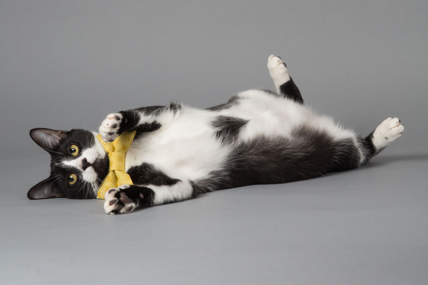 I Help Dapper Cats Find Love