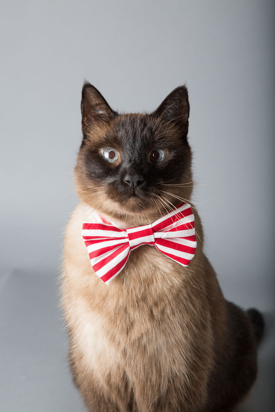 I Help Dapper Cats Find Love I Help Dapper Cats Find Love