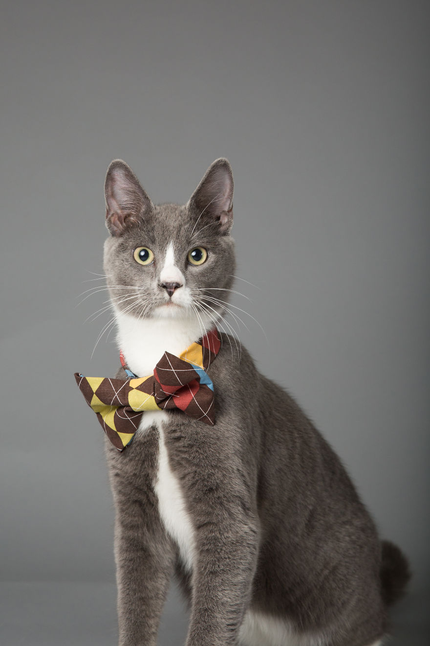 I Help Dapper Cats Find Love I Help Dapper Cats Find Love