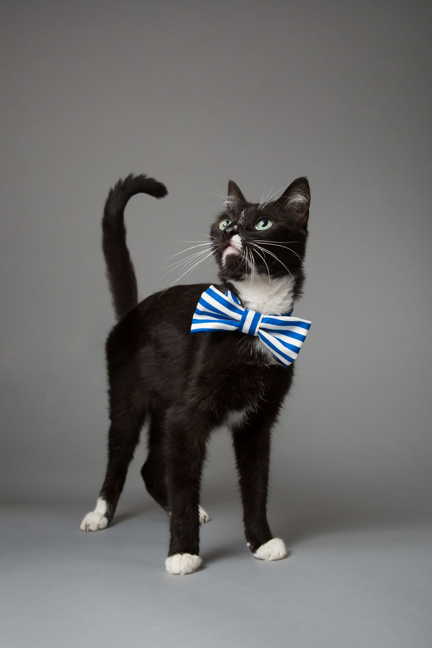 I Help Dapper Cats Find Love I Help Dapper Cats Find Love