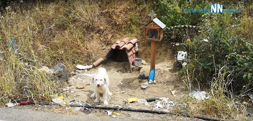 Loyal Dog Refuses To Leave His Owner’s Car Crash Site For 18 Months So Locals Built Him A Home Loyal Dog Refuses To Leave His Owner’s Car Crash Site For 18 Months So Locals Built Him A Home