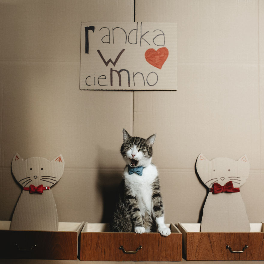 Cats' Cardboard World Cats' Cardboard World