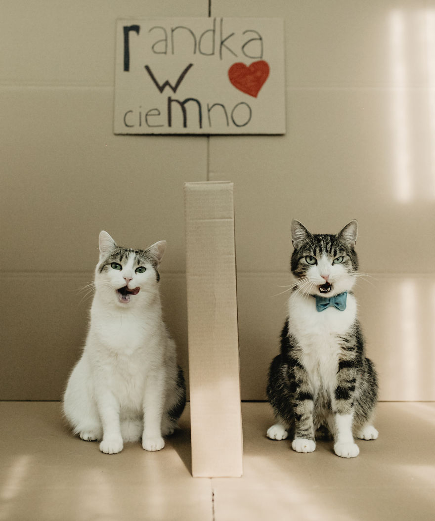 Cats' Cardboard World Cats' Cardboard World