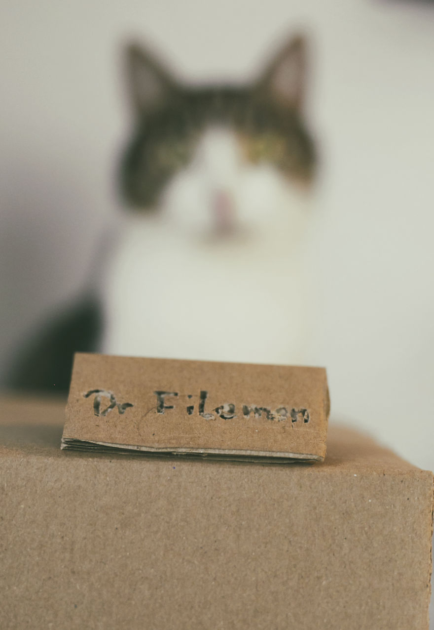 Cats' Cardboard World