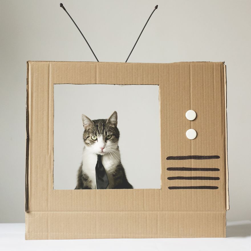 Cats' Cardboard World Cats' Cardboard World