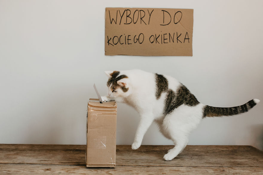 Cats' Cardboard World